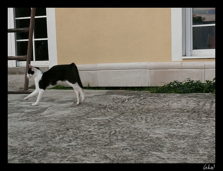 Tryskáč