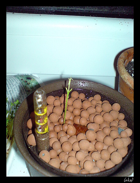 A jedno aj do hydroponie.