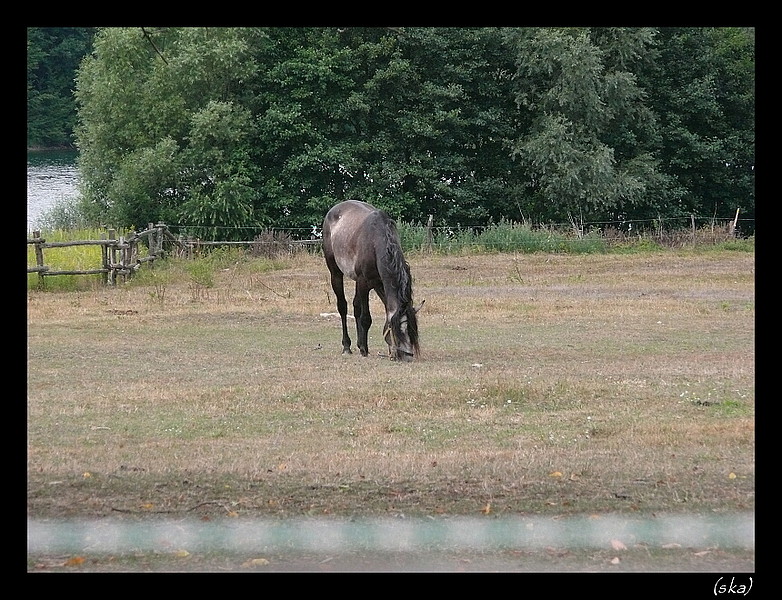 Aha čo sa tu pasie.