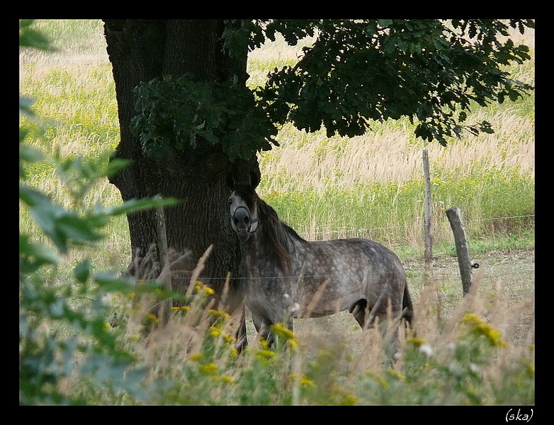 Mihaháááááá! <br> (ako keď kvičí postrelený kanec)